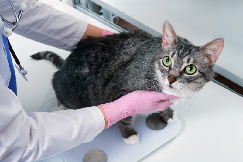 Chonks: The Internet Craze That Promotes Unhealthy Cats (Vet-Reviewed Analysis)