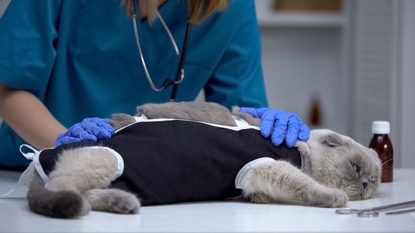 Spay & Neuter Awareness Month: How & When Is It Celebrated?