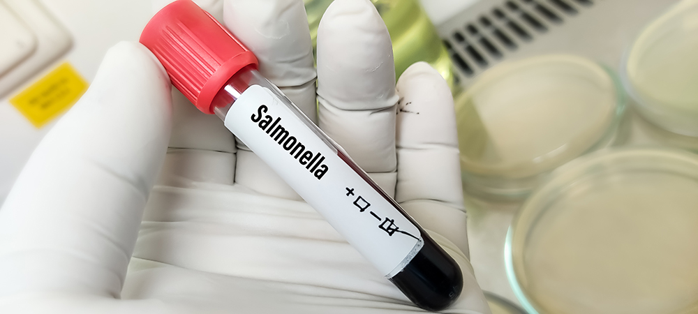 Salmonella in Cats: Causes, Signs & Prevention (Vet Answer)