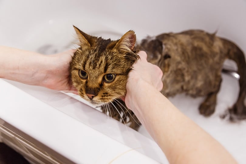 How Long Does a Cat’s Scent Last? Vet-Approved Facts & Tips