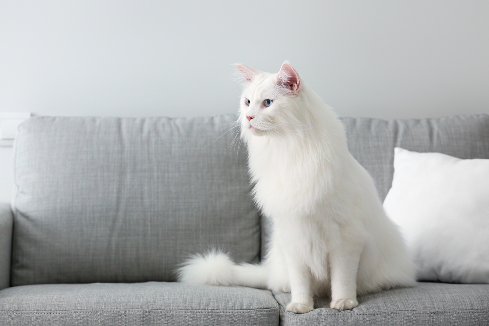 Are Indoor Cats Happy & Fulfilled? Vet-Verified Facts & FAQ