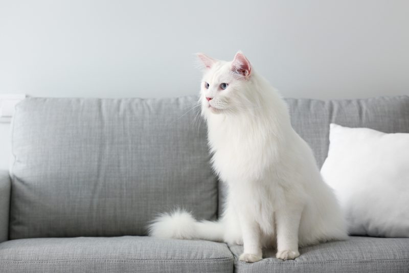 White Maine Coon