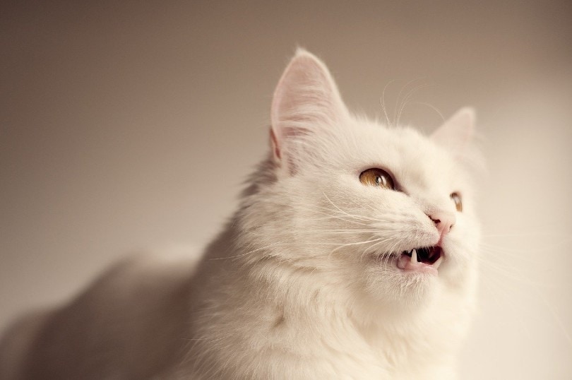 Is It True That All Cats Chirp? 5 Reasons Why They Do It