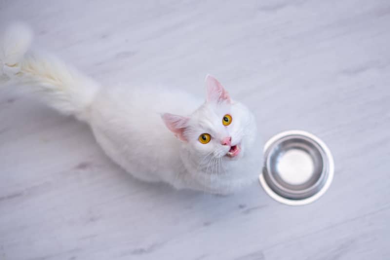 6 Vet-Verified Ways My Cats Tell Me It’s Mealtime
