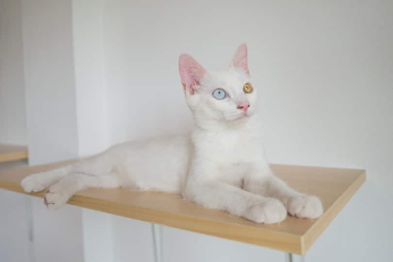8 Best Cat Shelves in 2026: Reviews & Top Picks