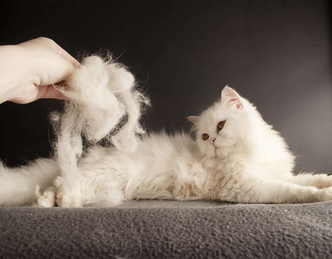 Is It True That All Cats Shed? Vet-Reviewed Facts