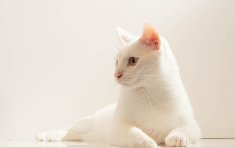 What Kind of Cat Is Smudge From the Internet Memes? Iconic Kitty Facts