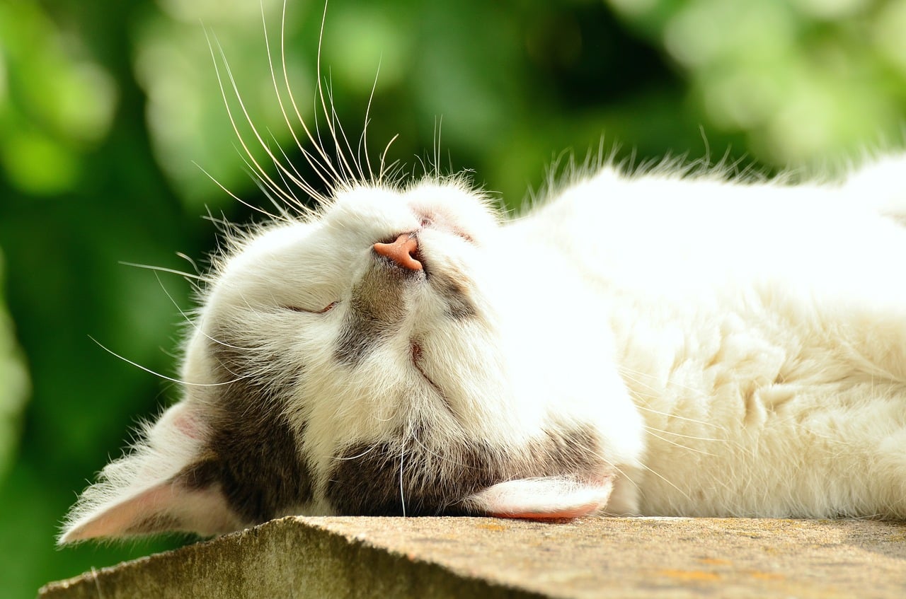 Why Does My Cat Snore? Our Vet Explains Reasons & What to Do