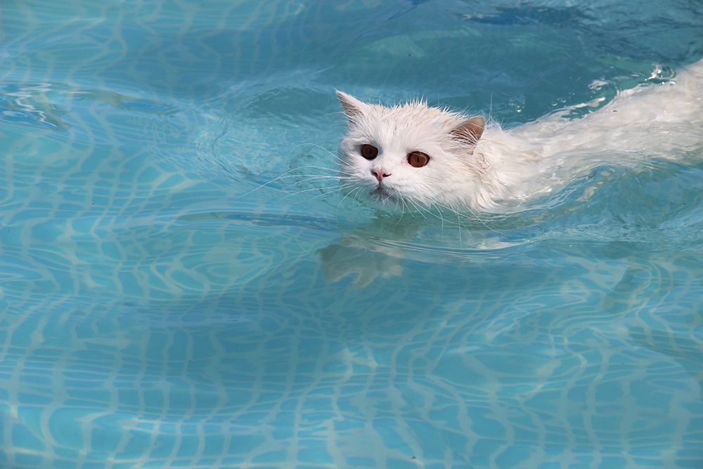 10 Cat Breeds That Like Water (Vet-Reviewed Info & Pictures)