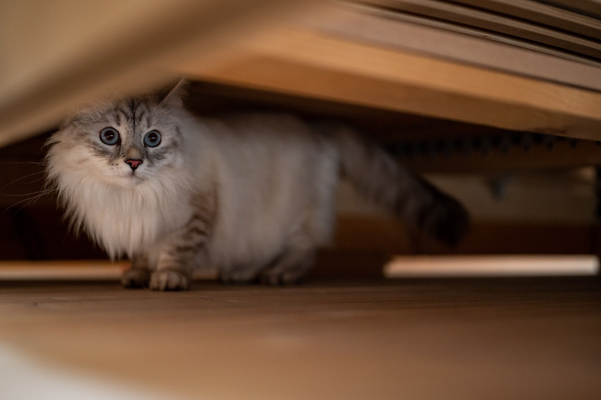 Can a Cat Sense Fear? Vet Reviewed Answer