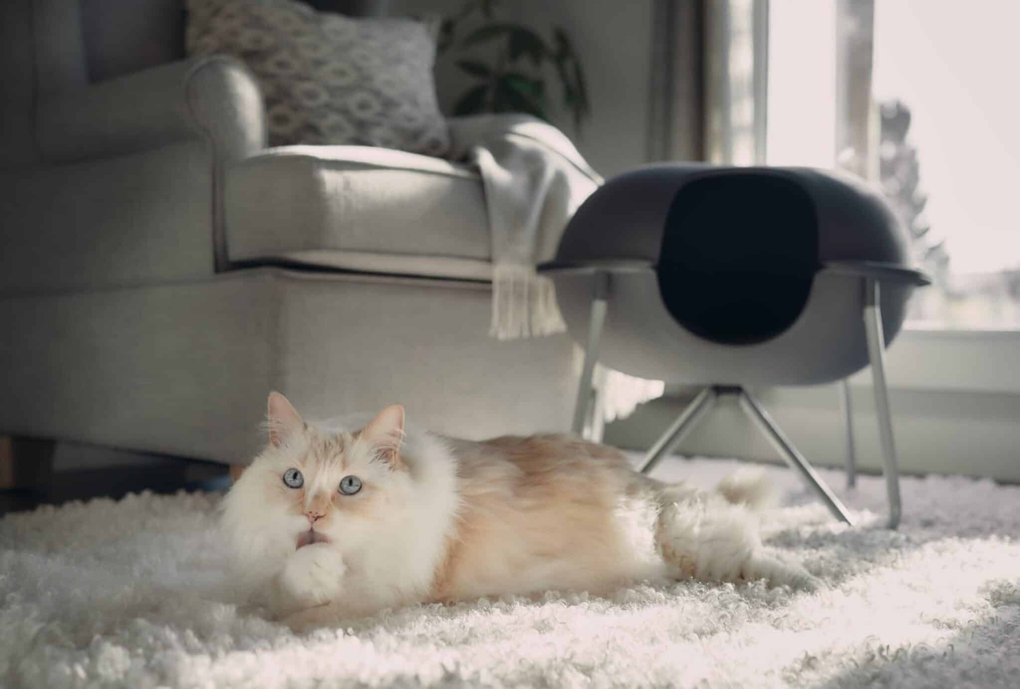 How Do Cats Clean Themselves? Normal Behavior & Advice (Vet-Reviewed)
