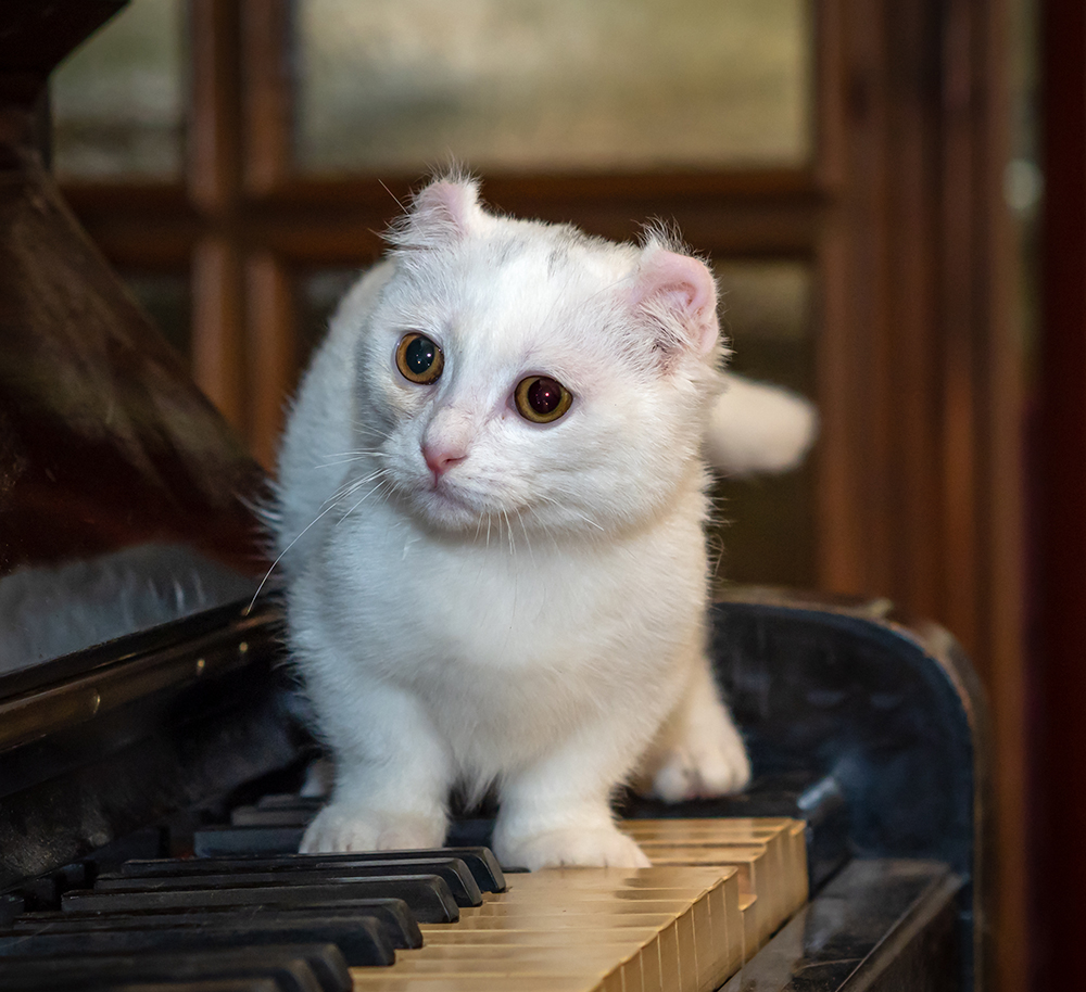 white kinkalow cat standing on a piano
