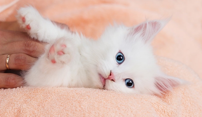 Maine Coon Kittens for Sale in Michigan: Breeders List 2026
