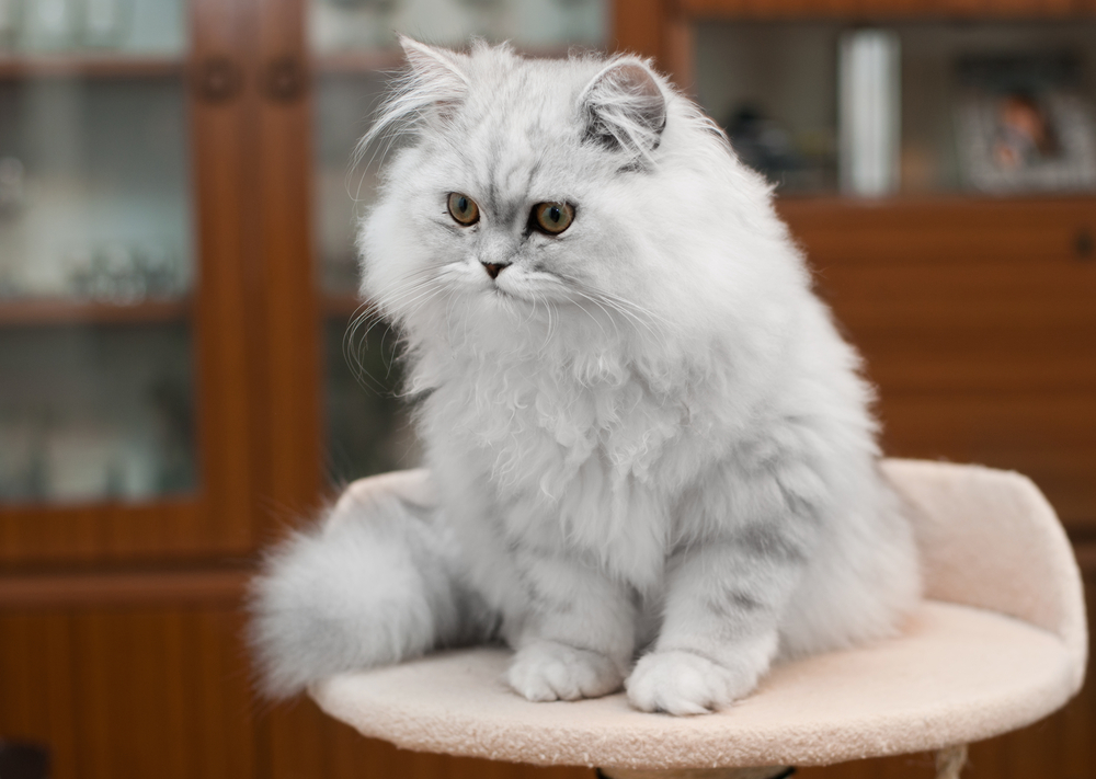 white persian cat on bed