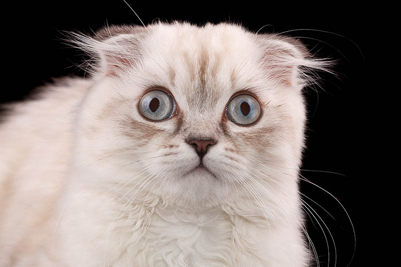 White Scottish Fold Cat: Info, Pictures, Facts & History