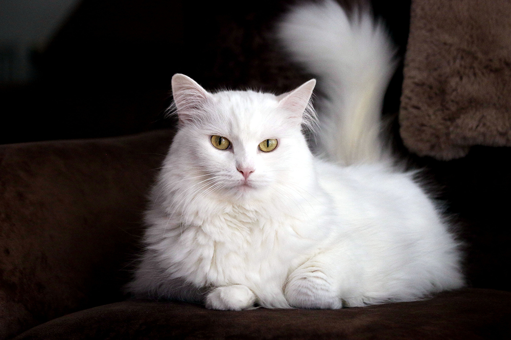 How to Identify a Turkish Angora Cat: Guide with Infographic