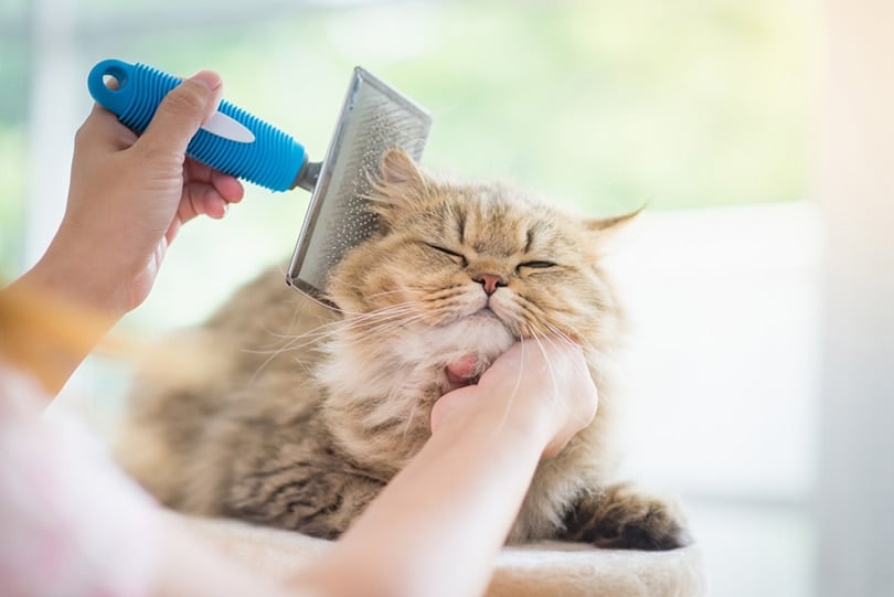 How to Brush a Cat: 8 Vet-Verified Steps