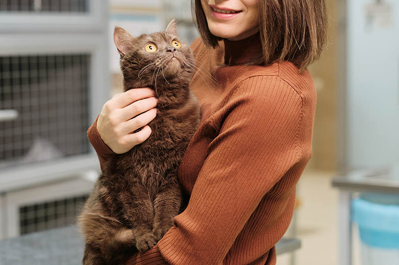 Do Cats Like Hugs? Feline Preferences & Important Considerations (Vet Verified)