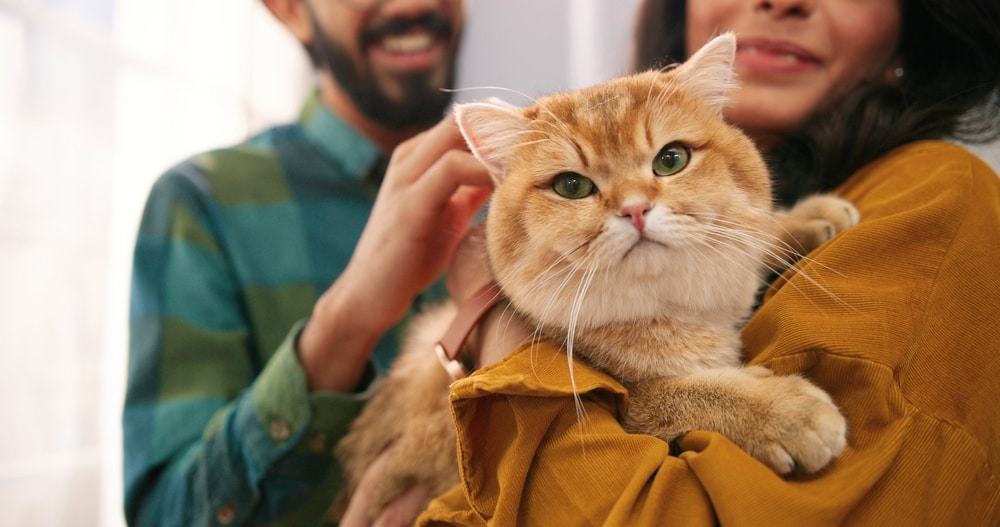 National Therapy Animal Day 2026: When & What Is It?