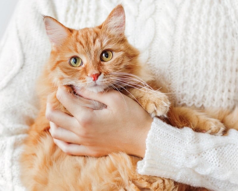 Cuddly Kitten Day 2026: What & When It Is