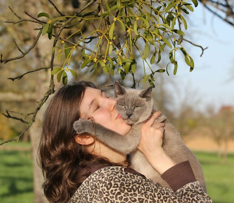 National Cat Health Month 2026: How & When Is It Celebrated?