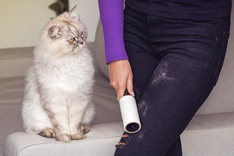 woman leaning jeans with cat hair remover