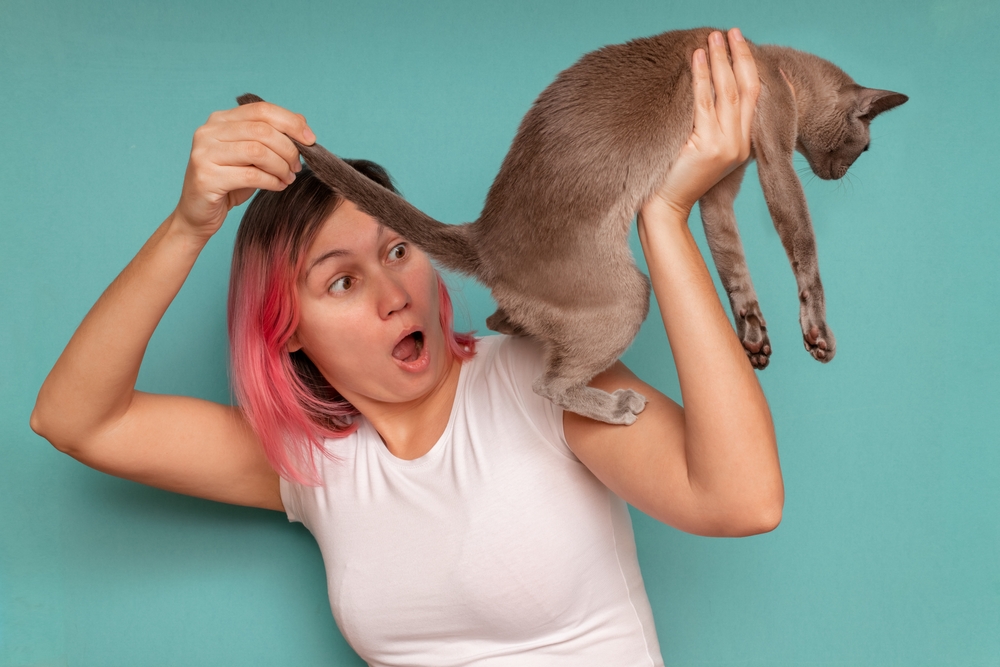 Your Cat's Red Butt Has Entered the Chat (And Your Face)