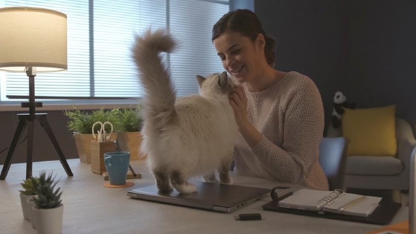 Why Do Cats Lift Their Tail When Petted? 4 Vet-Reviewed Reasons