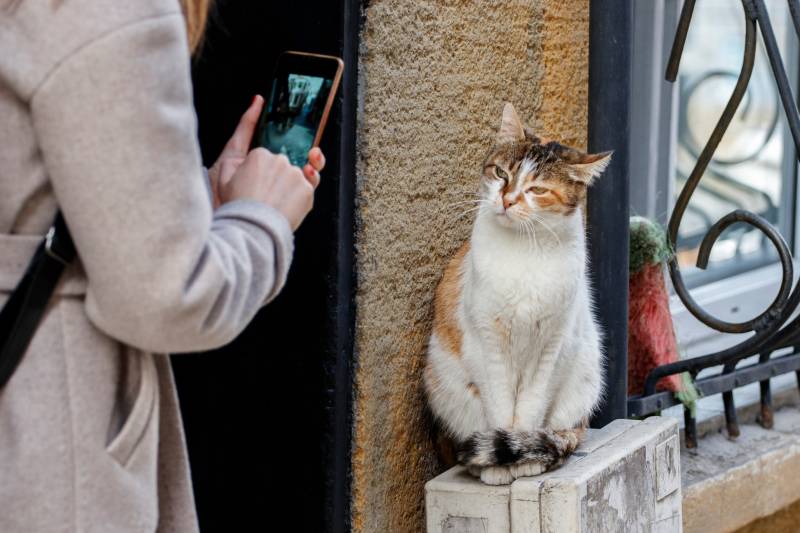 Cat Photography Q&A With Andrew Marttila