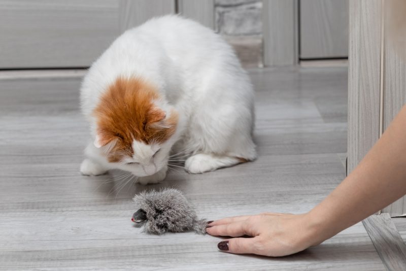 woman playing with her cat