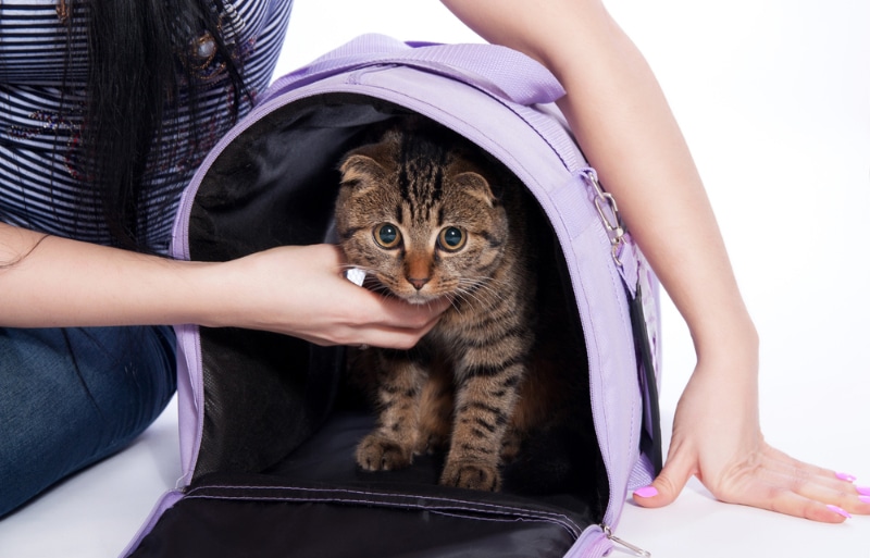 How to Get Your Cat into a Carrier: Vet-Verified Tips & Step-by-Step Guide