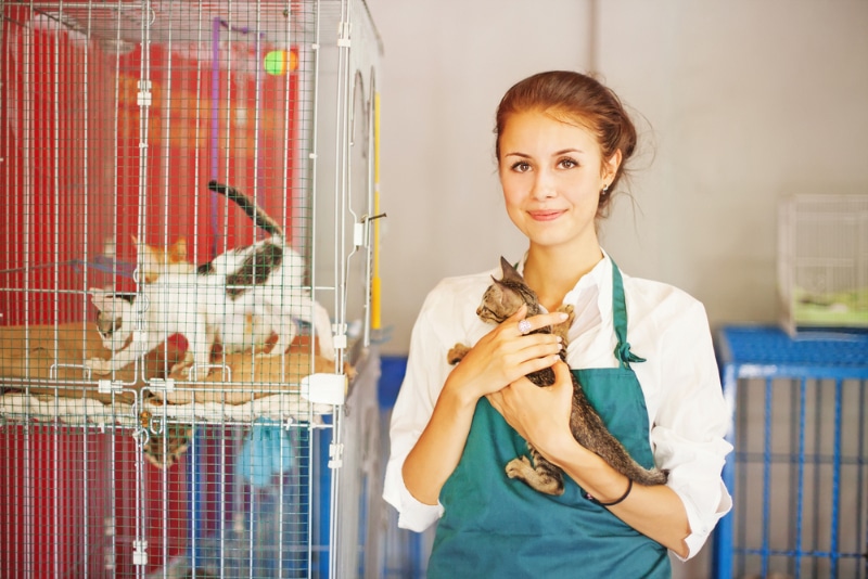 9 Ways You Can Help as a Cat Shelter Volunteer (Vet-Reviewed)