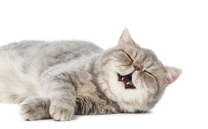 Why Do Cats Drool When They Purr? 8 Possible Reasons