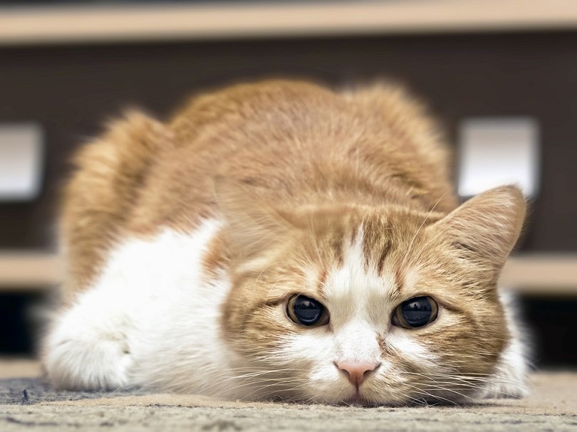 Will My Foster Cat Think I Abandoned Them? Vet-Verified Facts & Considerations