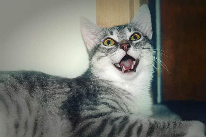 Why Do Cats Act Weird When Scratching the Base of Their Tail? 10 Vet-Reviewed Reasons