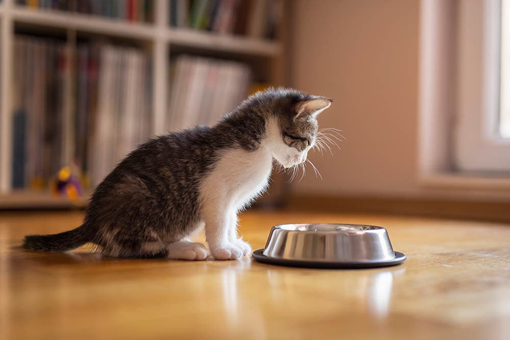 Why Won’t My Cat Drink Water From Their Bowl? 6 Vet-Reviewed Reasons
