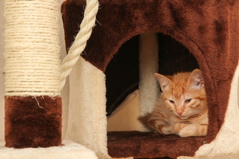 5 DIY Cat Tunnels You Can Make Today (With Pictures)