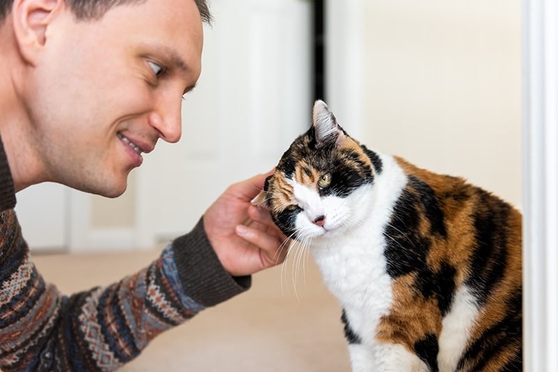 How to Get a Cat to Come to You When Called: 7 Vet-Approved Steps