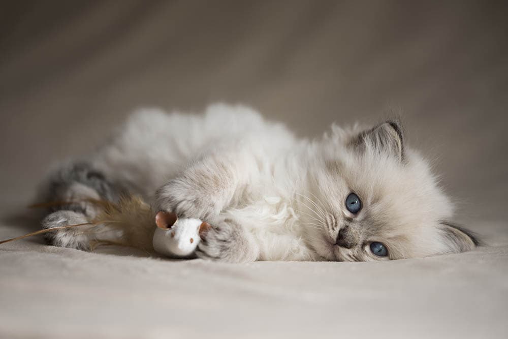 Ragdoll Kittens for Sale in New Jersey: Breeders List 2026
