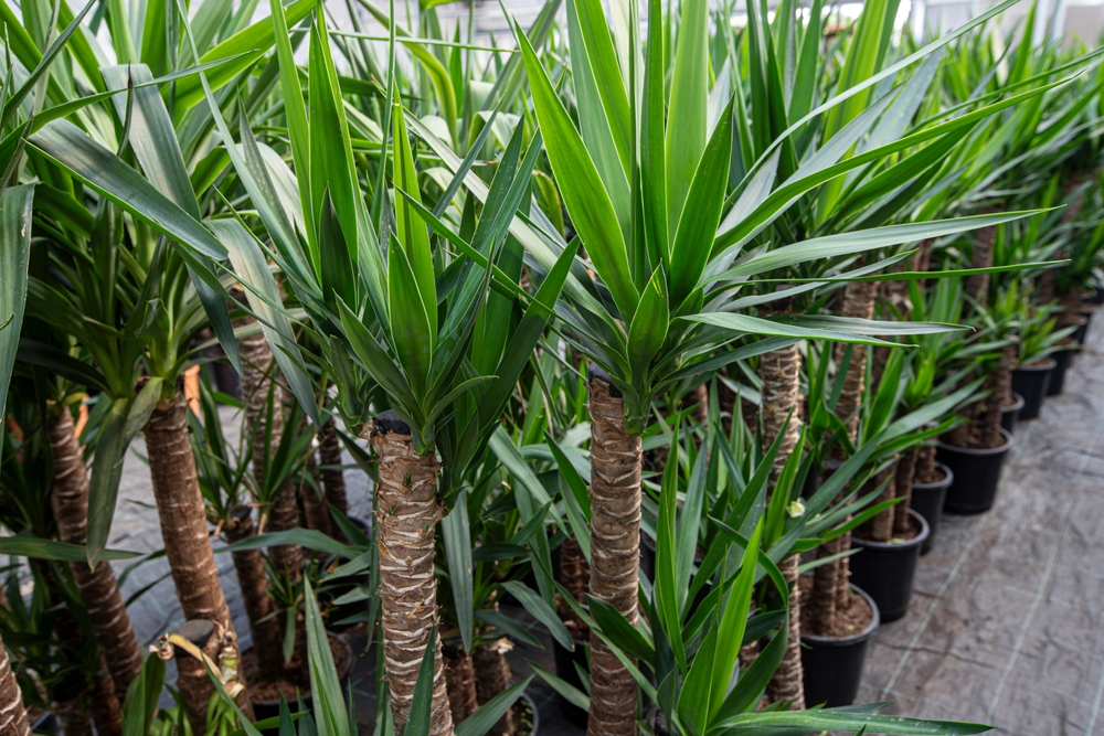 yucca plants