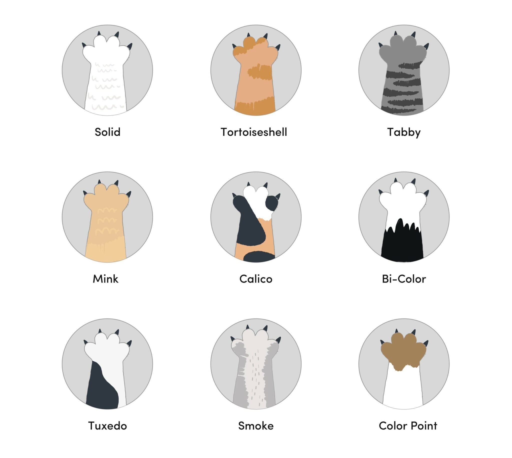 9 Ragamuffin Cat Colors &amp; Patterns