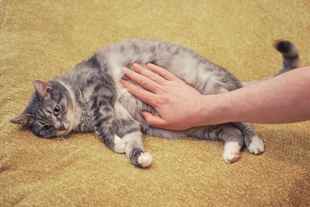 7 Surprising Facts About Cat Stomachs (Vet Verified)