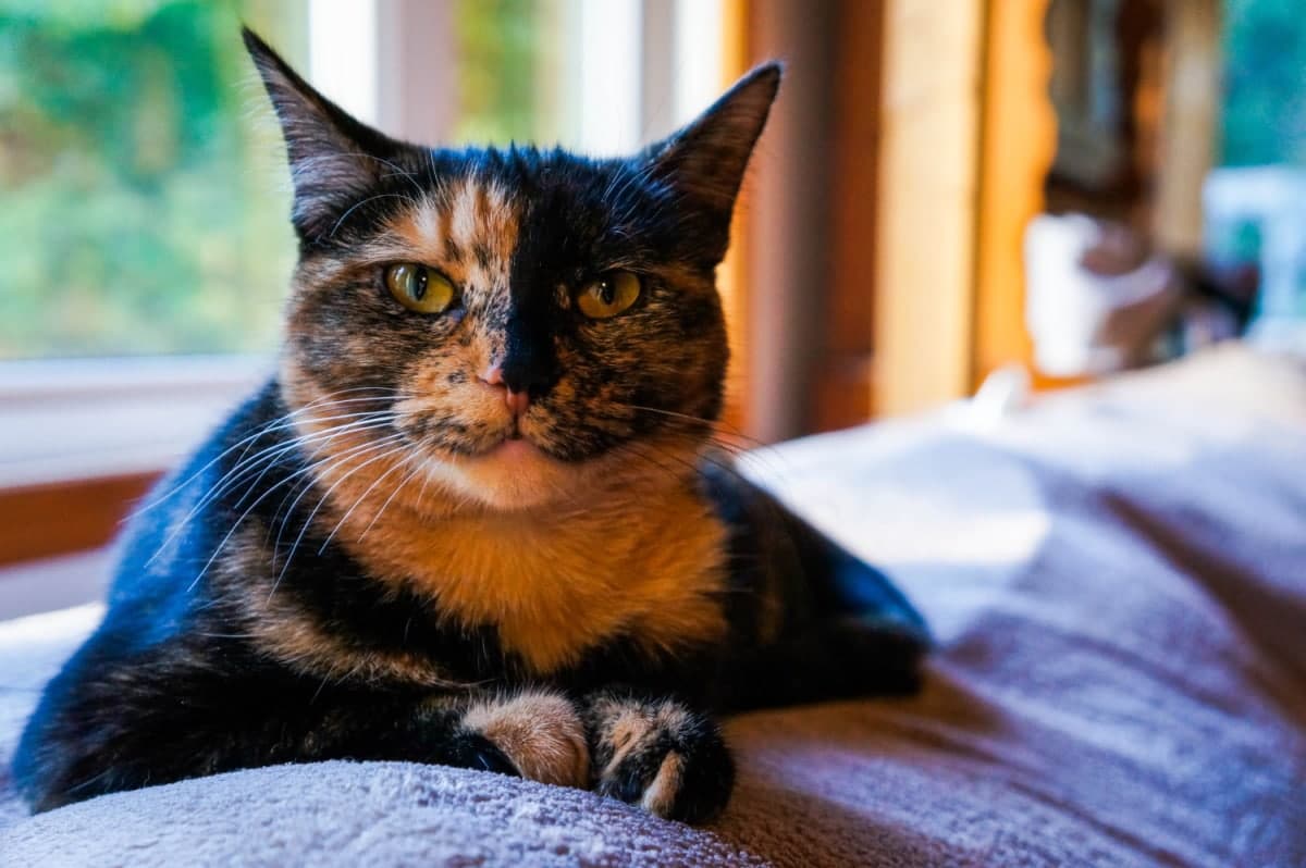 Tortitude: The Unique Tortoiseshell Cat Personality
