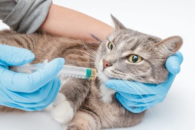 Tube Feeding for Cats: Success, Safety, & When to Do It (Vet-Verified)
