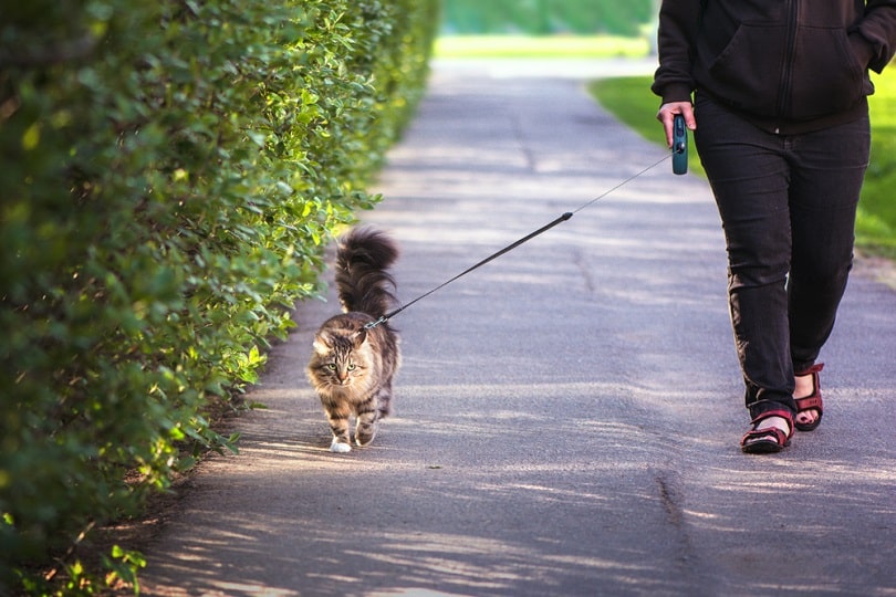 Should You Walk Your Cat? Vet-Reviewed Pros, Cons & FAQ