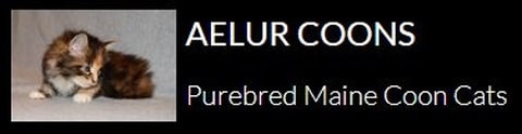 Aelur coons logo
