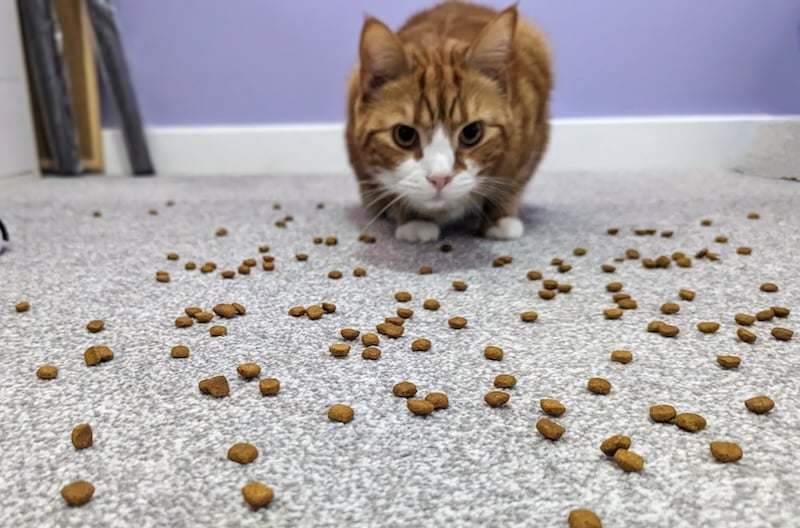 Scatter Feeding Cats - Making Mealtimes More Interesting & Longer Lasting