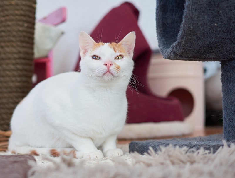 Anatolian Cat: Info, Pictures, Traits & Facts