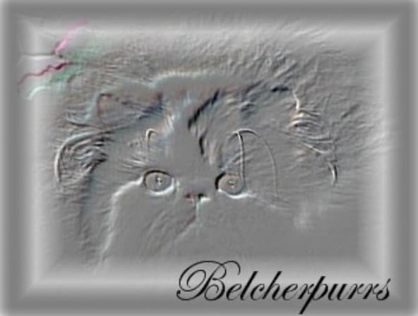 Belcher Purrs