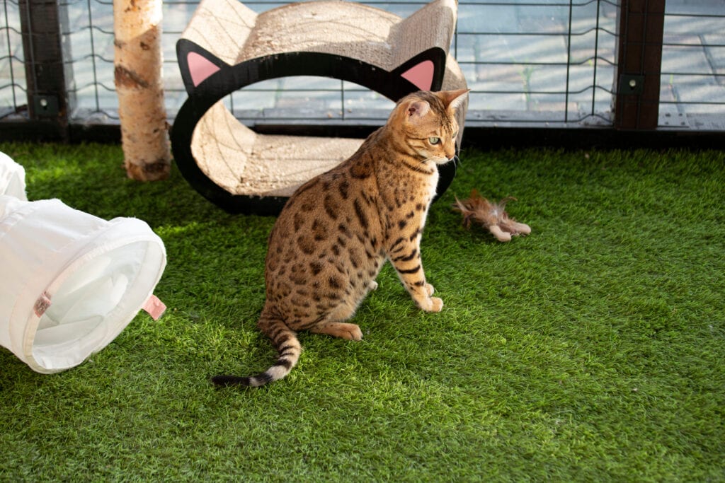 Are Catios Good for Cats? Vet-Reviewed Pros, Cons & Tips